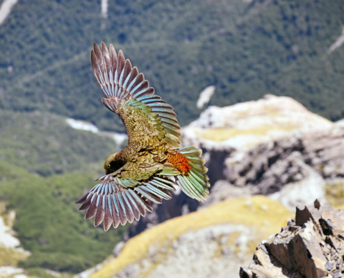 Kea einziger Berg Papagai der Welt Neuseeland Gartenbau Reise Miller Agrar Reisen