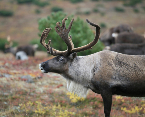 Rentier reindeer 2524821 1280