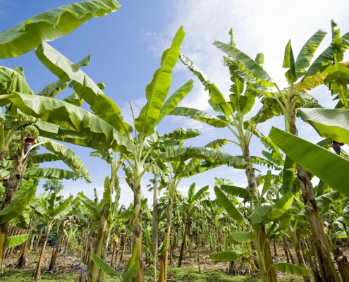 Bananen Plantage banana plantation 2098723 1280 1920x1200