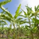 Bananen Plantage banana plantation 2098723 1280 1920x1200