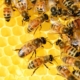 Bienen bees 326337 1280 bearb